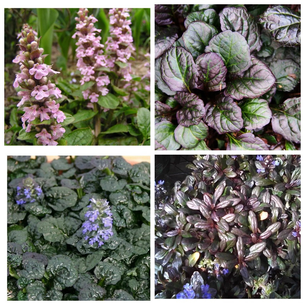 MyCollages (3).jpg