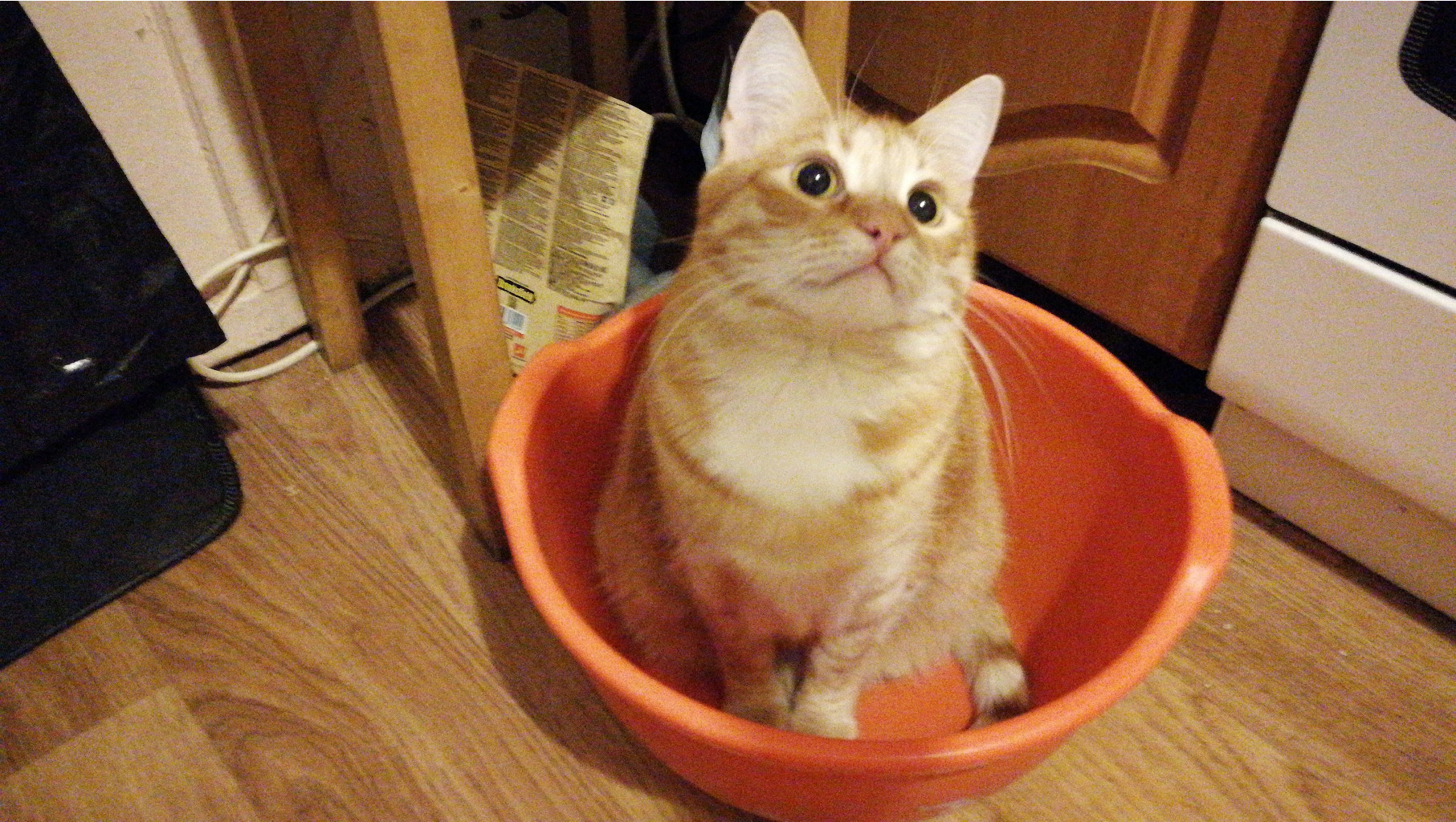 IMG 20201213 173137.jpg