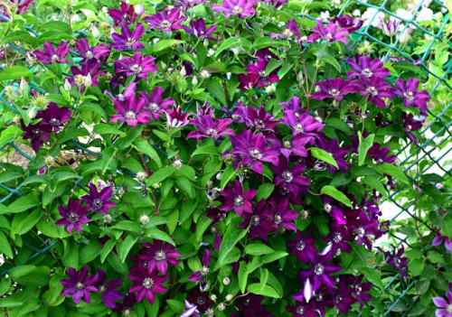 500x500.22164a2f4122bb3c.jpeg