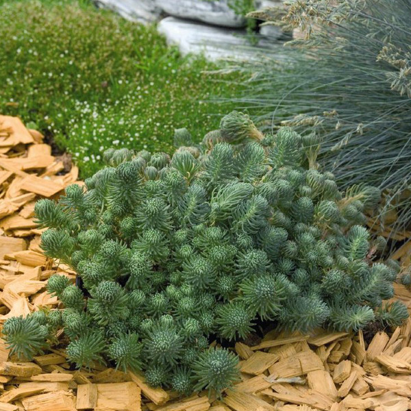 Sedum fosterianum Elegans 2.jpg