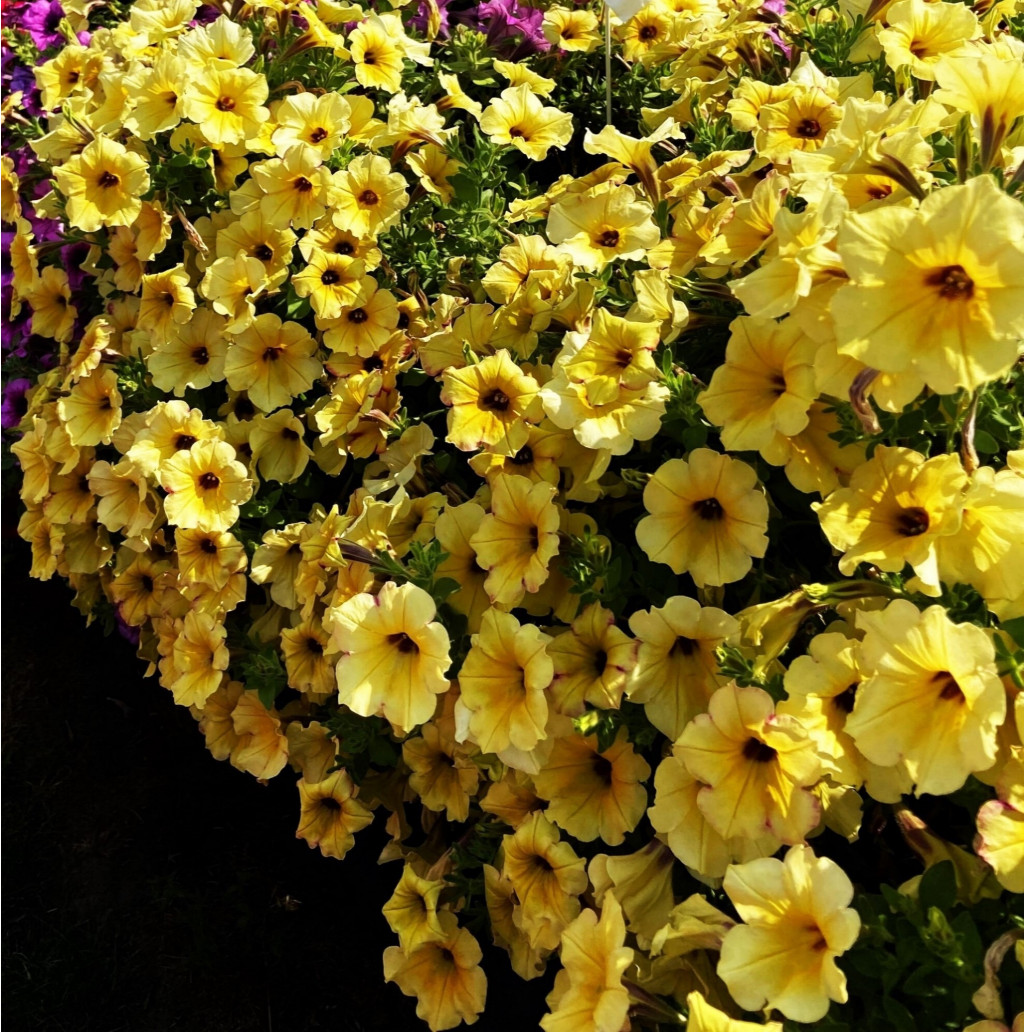  AlpeTunia Yellow Dark Center 100