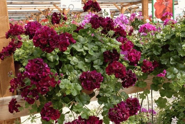   Toscana Moonflair Burgundy 150