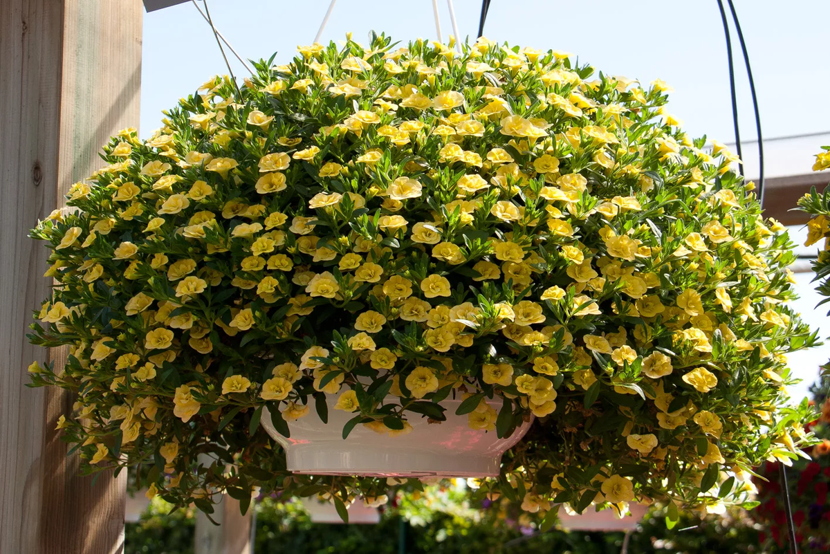  ALOHA DOUBLE Yellow 155