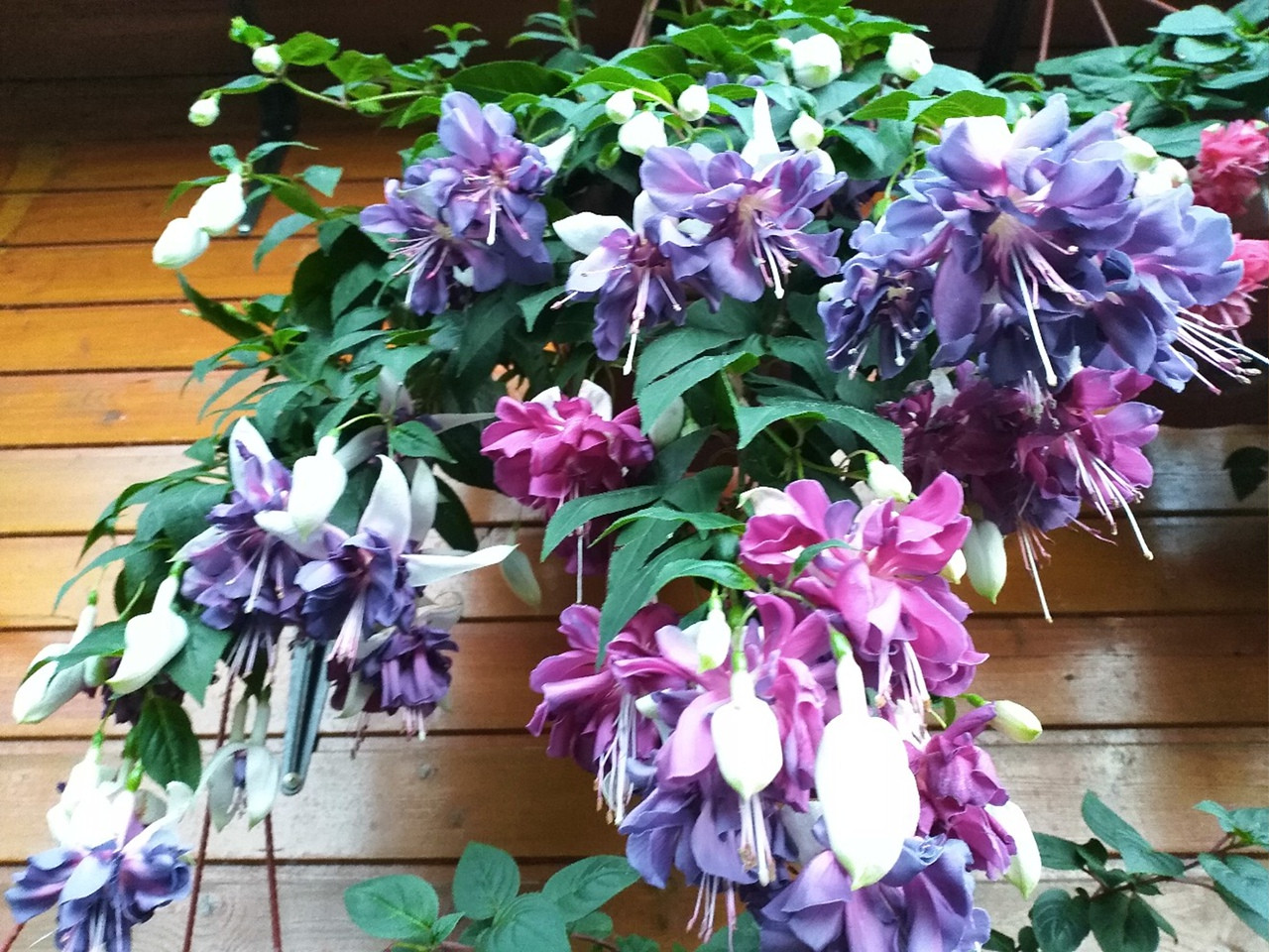  Deep Purple 115
