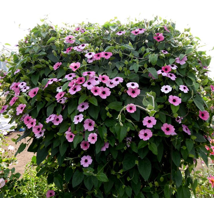 Arizona Pink Beauty  110