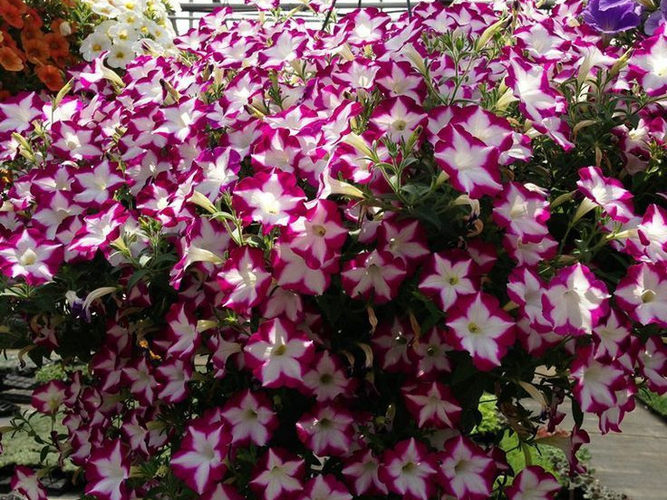NEW!!  Dekko Rose Star 100