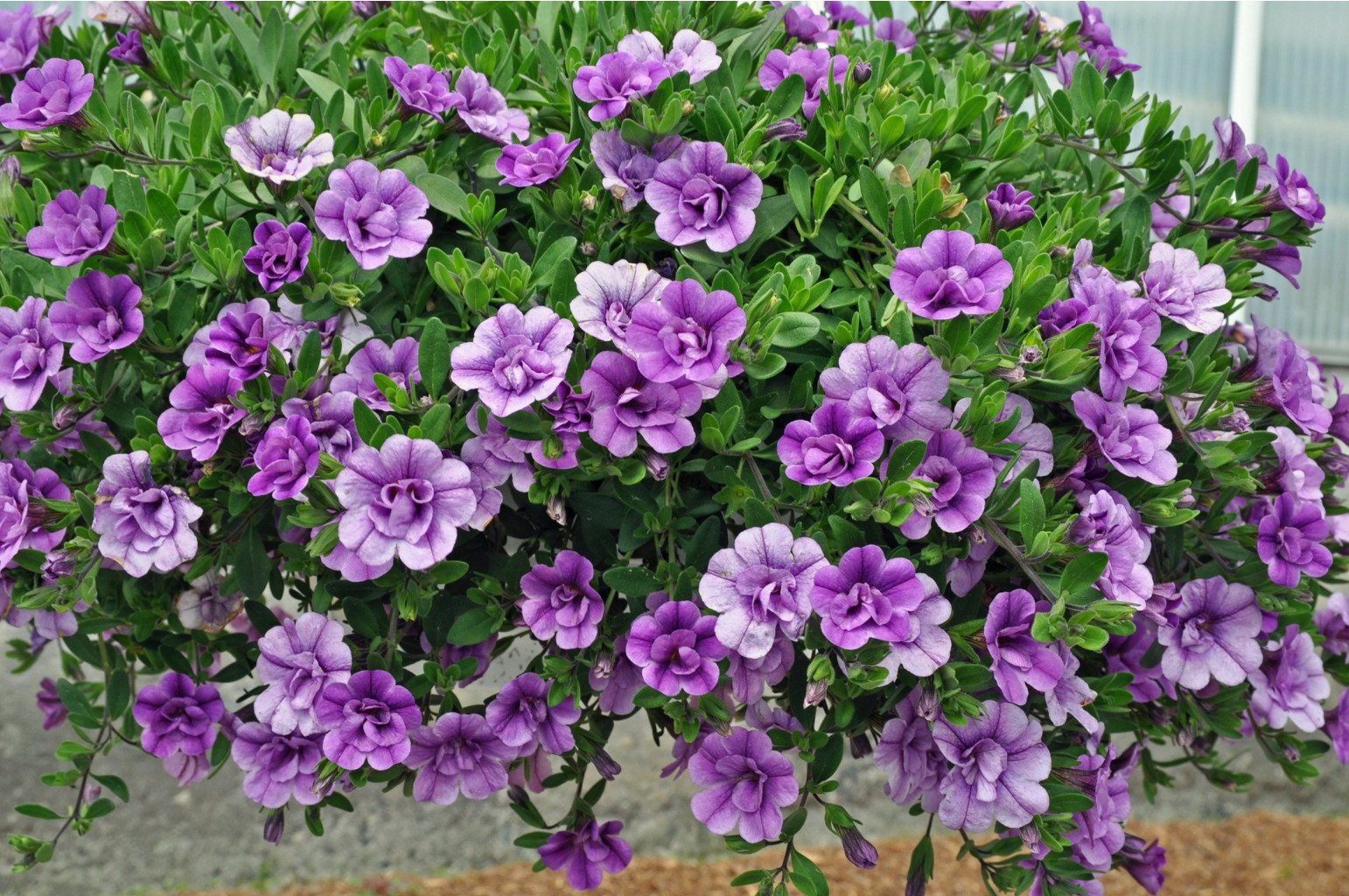  ALOHA DOUBLE LAVENDER 155