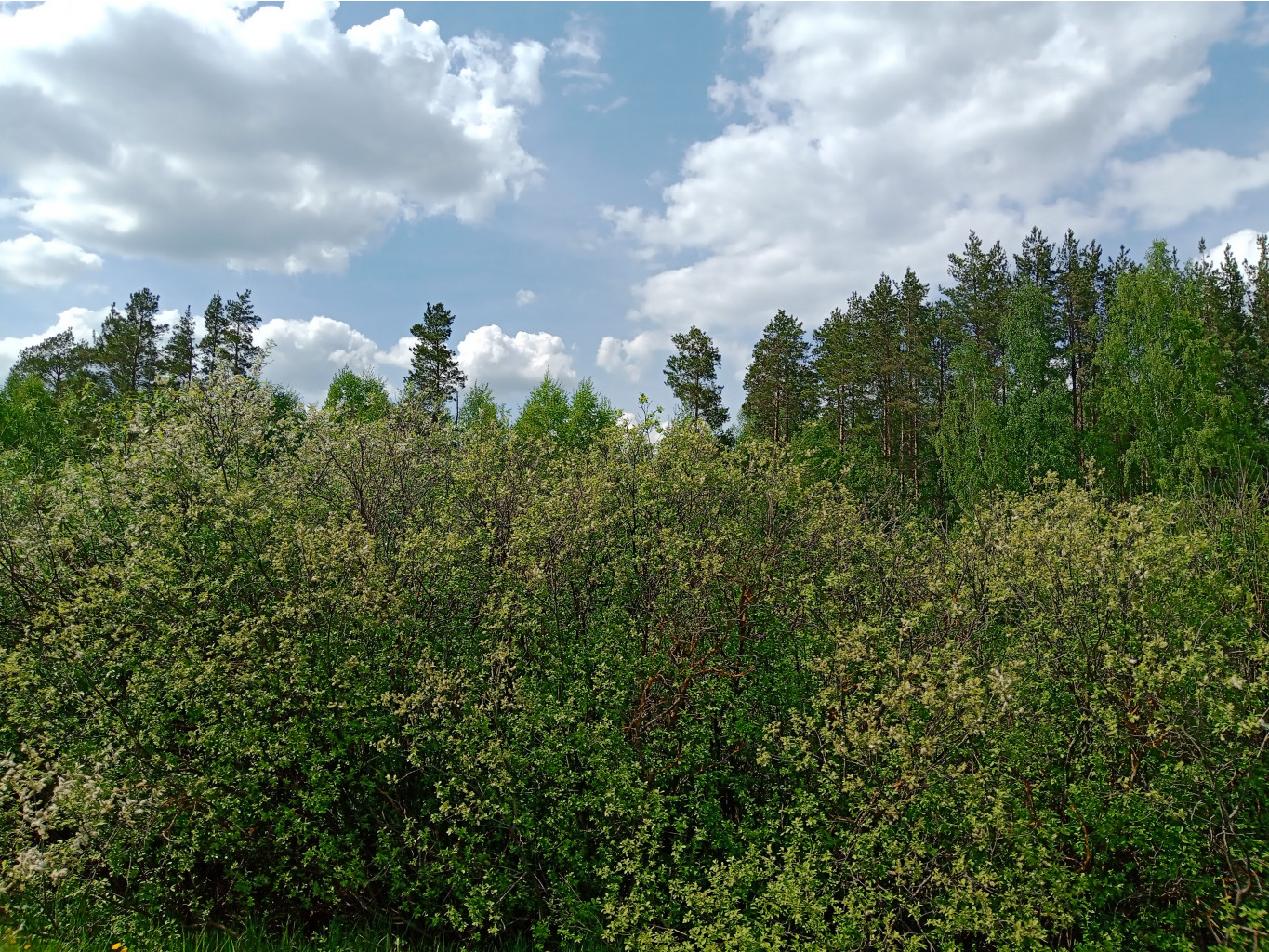 20250517 -300  56 132121.jpg