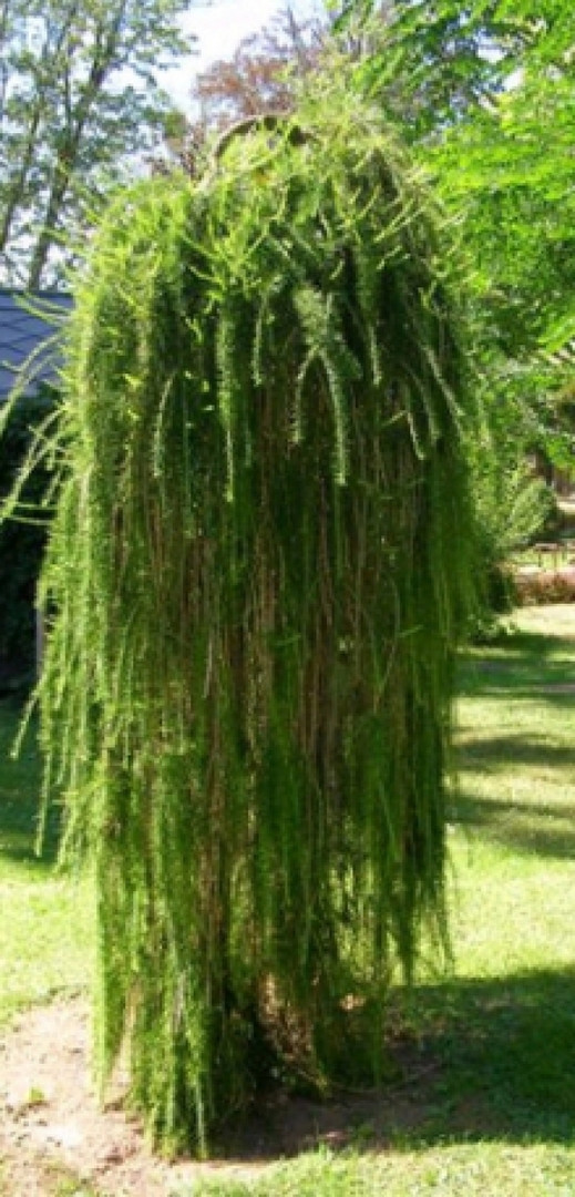   (Larix kaempferi Stiff Weeping) C5/7 160-180, 7570 