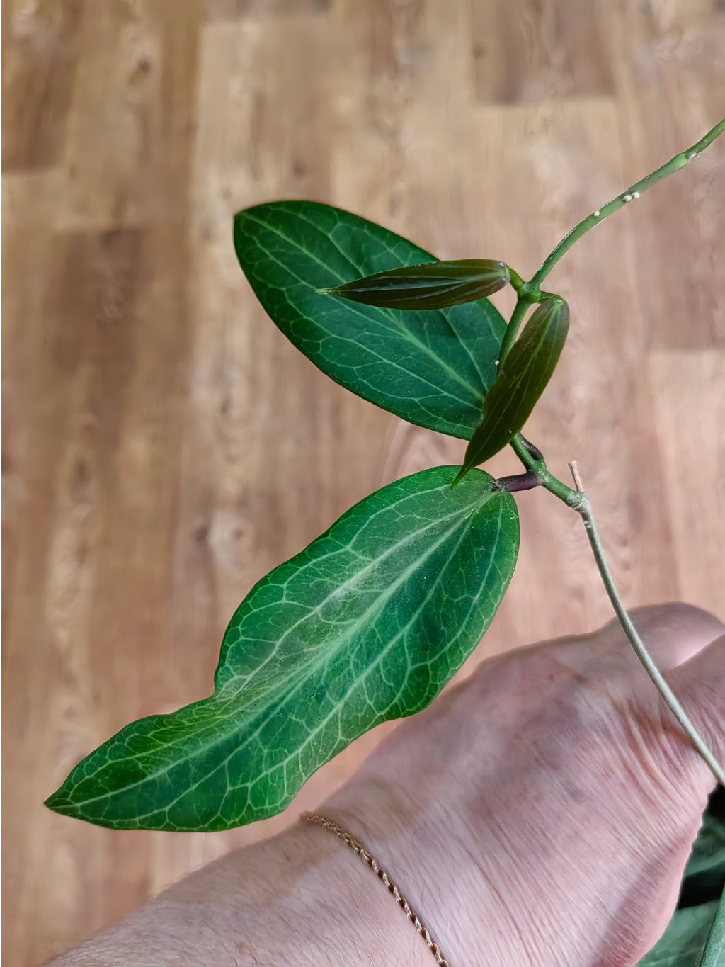Hoya sp.Philippines.