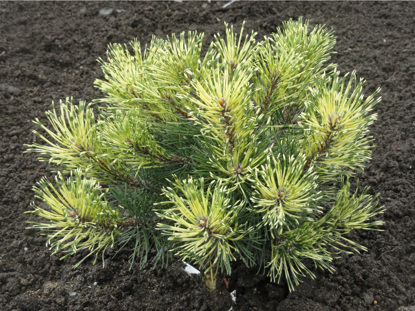   (Pinus mugo Sunshine) 3 20-30, 3220 