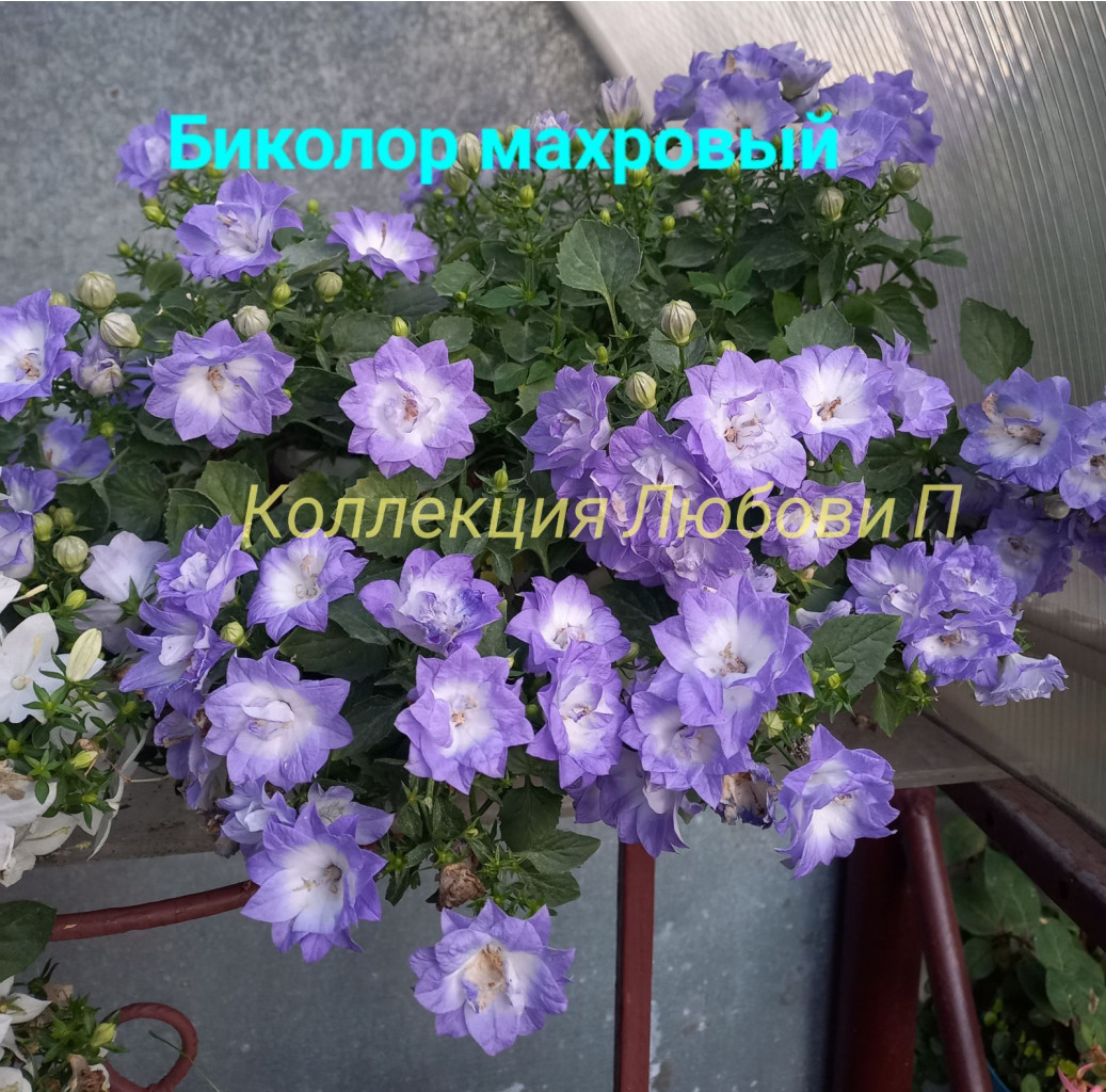 EZy watermark 21-04-2025 12-40-31.jpg