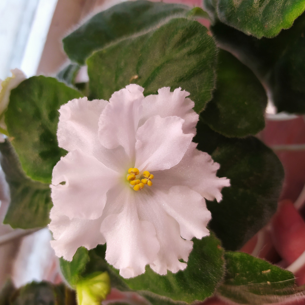 IMG 20250729 152644.jpg