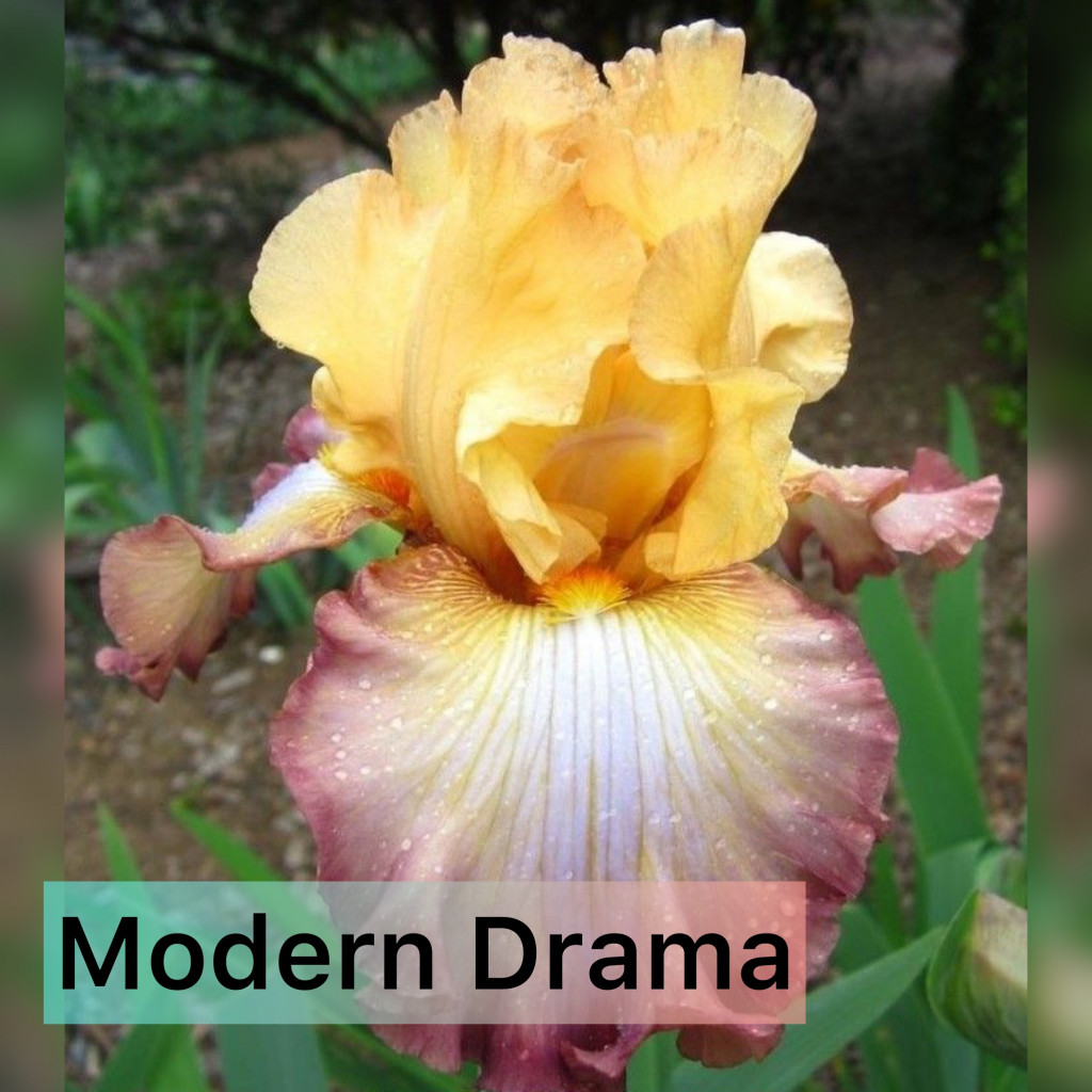 Photo-output.jpeg