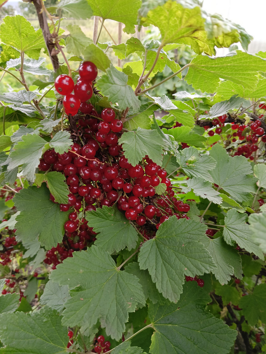 IMG20250706181227.jpg
