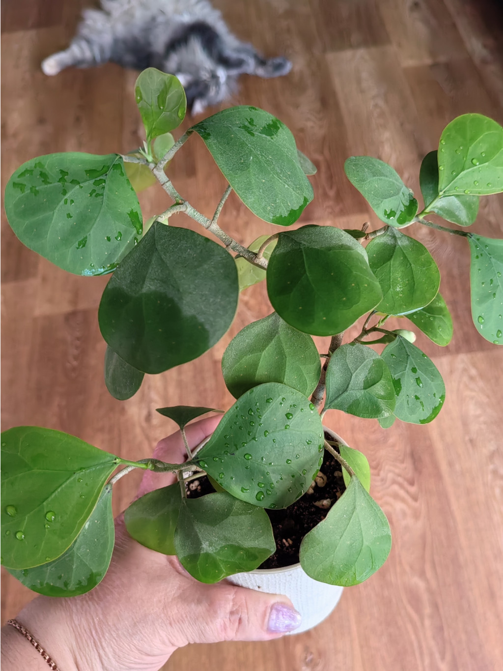Ficus deltoidea golden leaves.