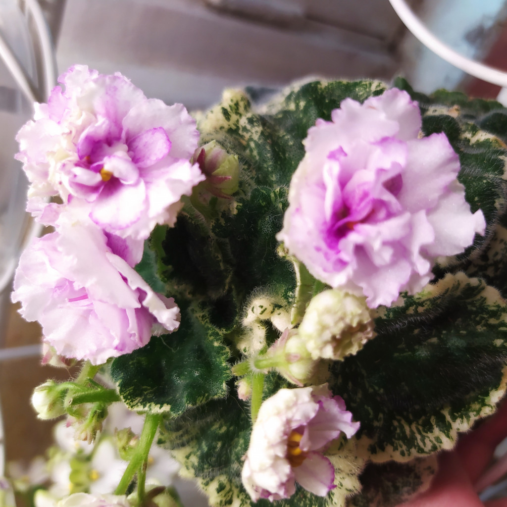 IMG 20250729 152738.jpg