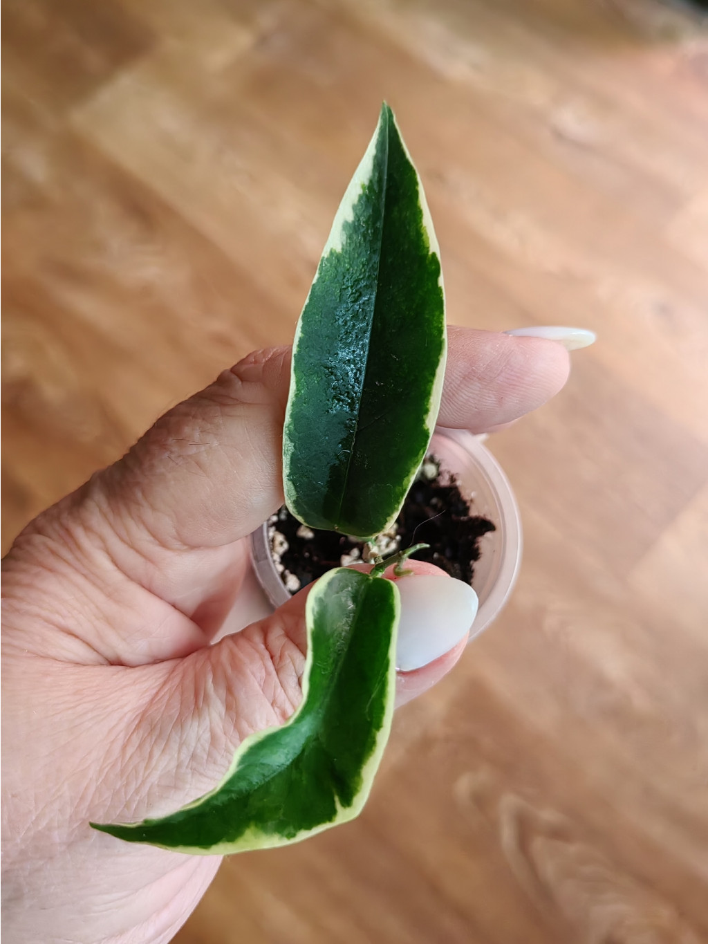 Hoya Kenejiana albomarginata 'Thong's Treasure.