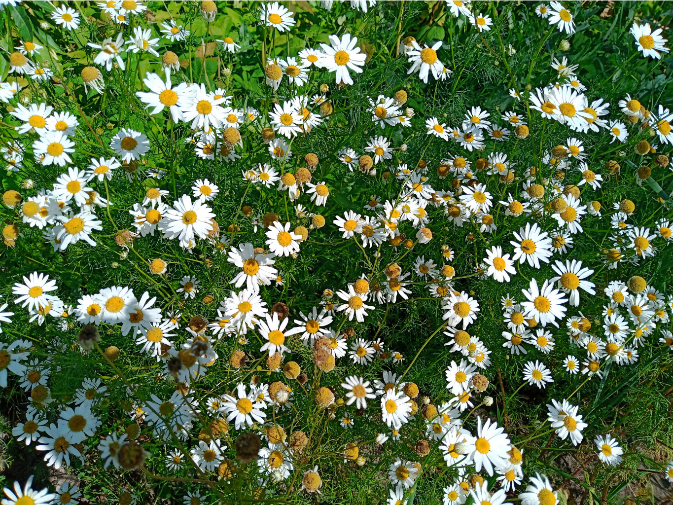 20250726 -600  135936.jpg