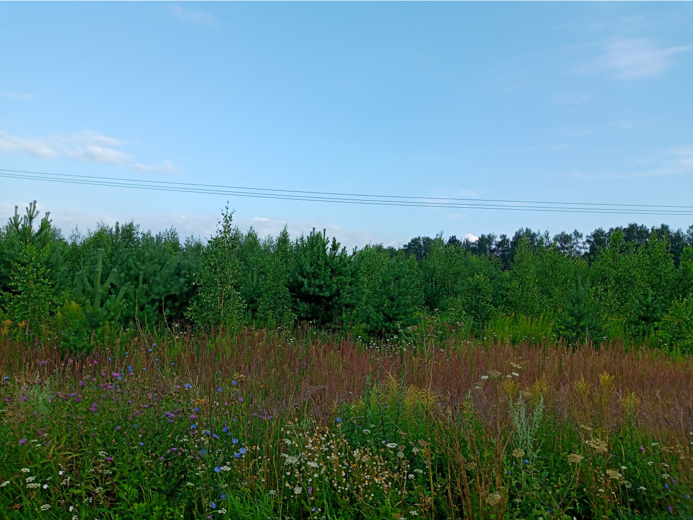 20250727 -600  063931.jpg