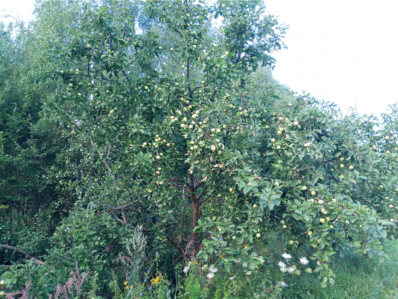 20250727 -600  062511.jpg