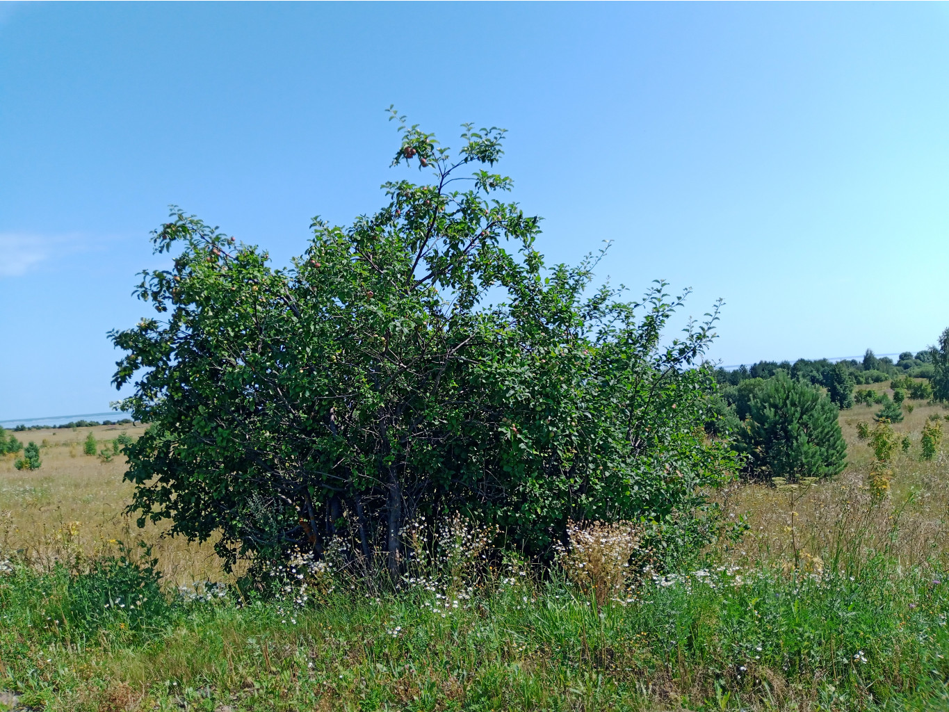 20250726 -600  134047.jpg