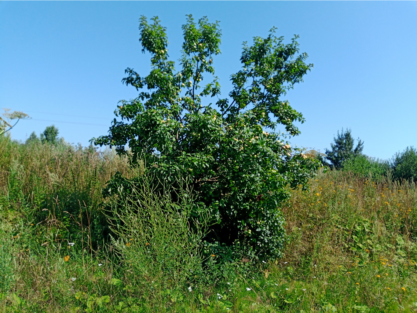 20250726 -600  124210.jpg