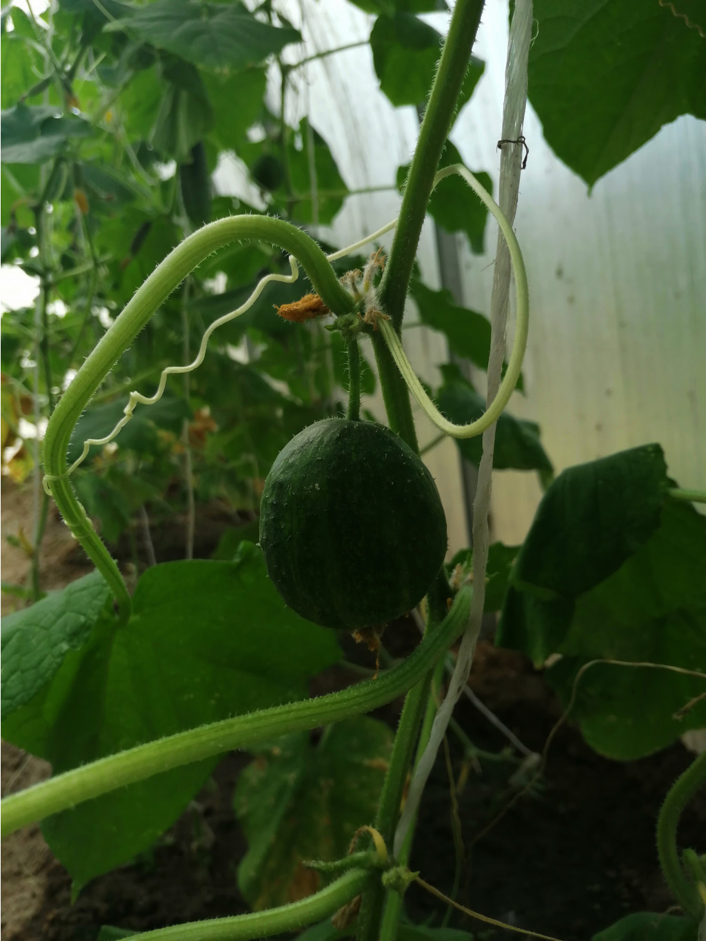 IMG 20250802 100259.jpg