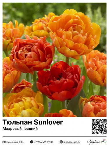 2402	 Sunlover ( ) 51 
