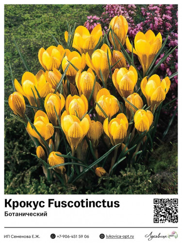 8024	 Fuscotinctus () 20 