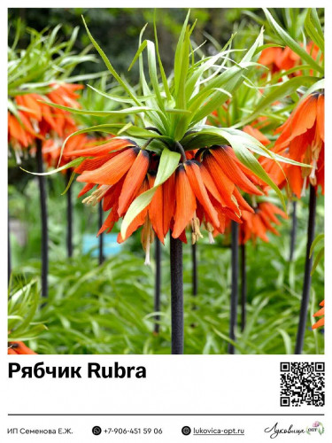 13028	 Rubra  376 .