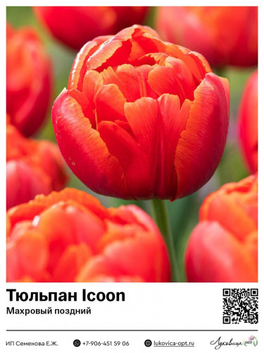 2344	 Icoon ( ) 50 