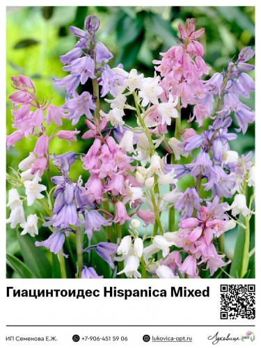 13023	 Hispanica Mixed 23 .