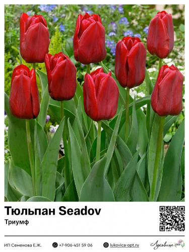 2395	 Seadov () 50 