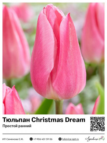 2302	 Christmas Dream ( ) 69 