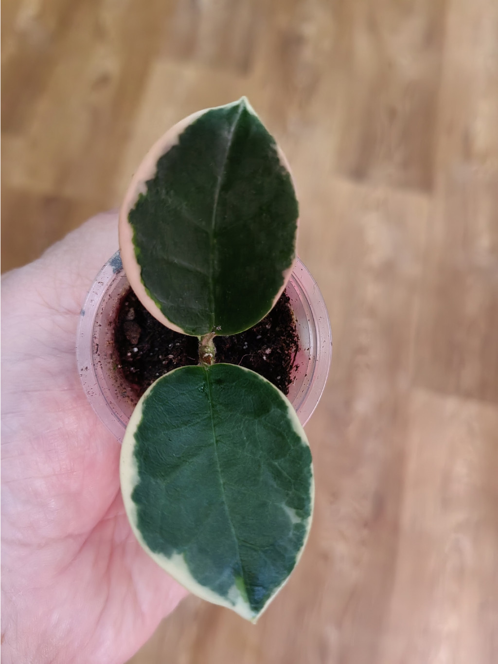 Hoya Australis Blondie.