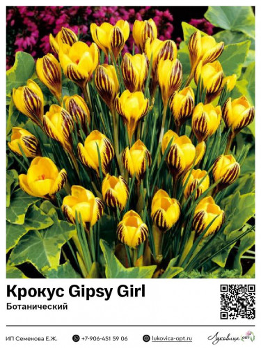 8025	 Gipsy Girl () 33