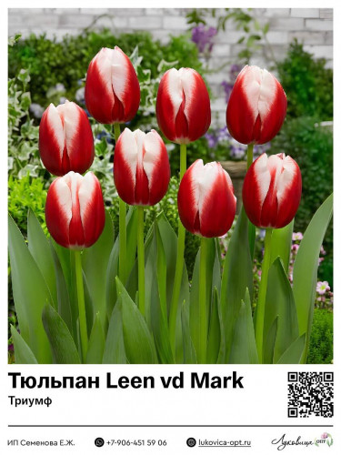 2348	 Leen vd Mark () 75 