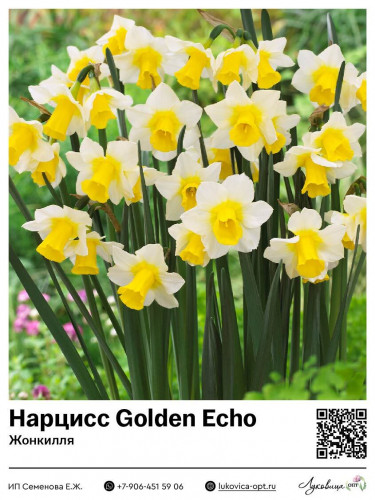 3113	 Golden Echo () 69 