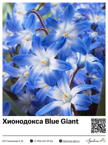 13030	 Blue Giant 33 .