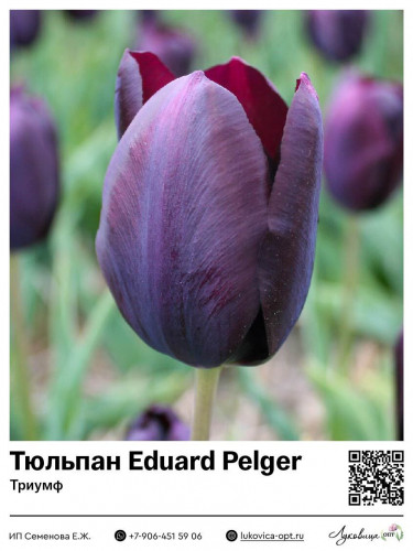 2316	 Eduard Pelger () 50 