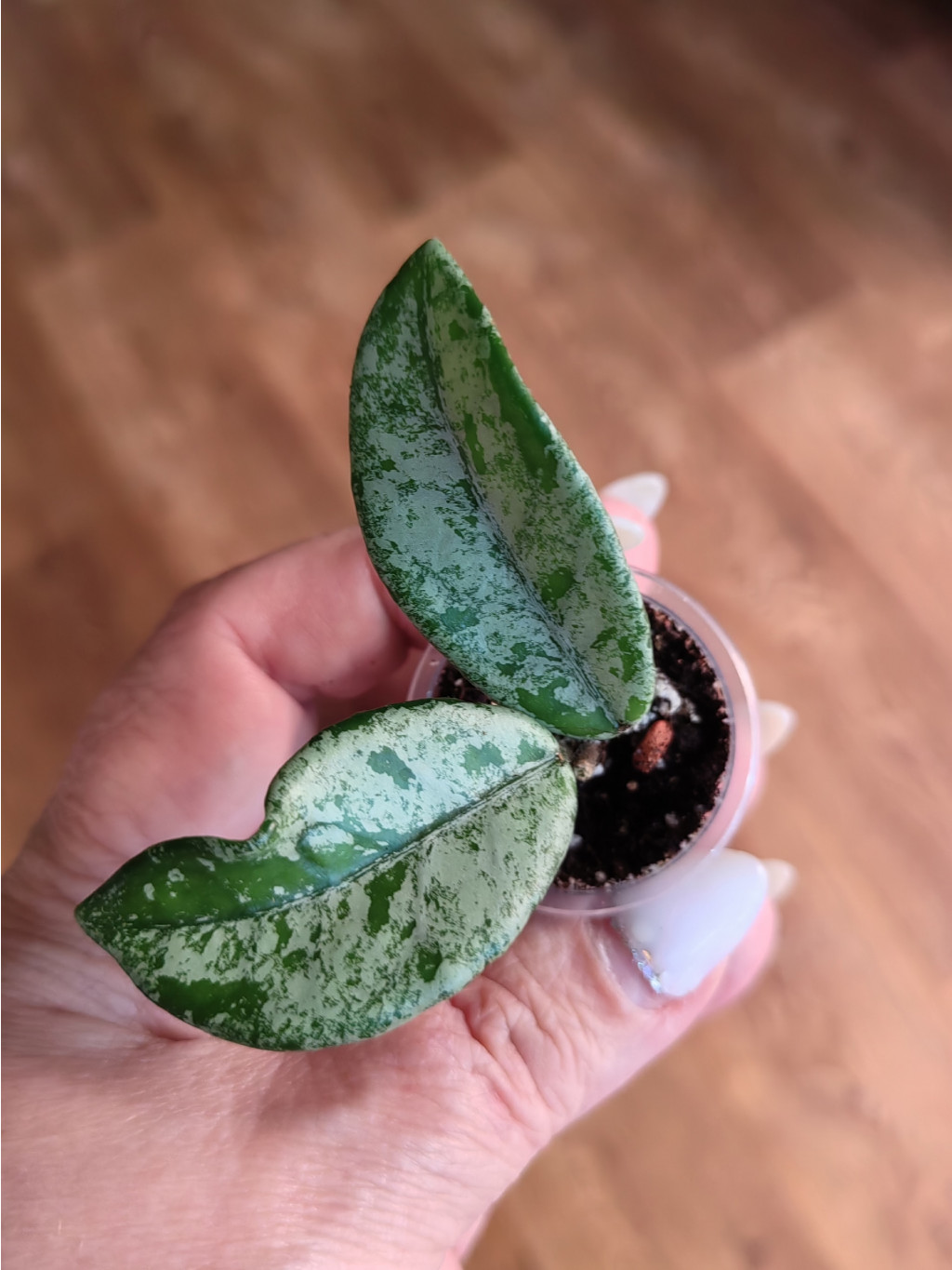 Hoya carnosa wilbur graves.