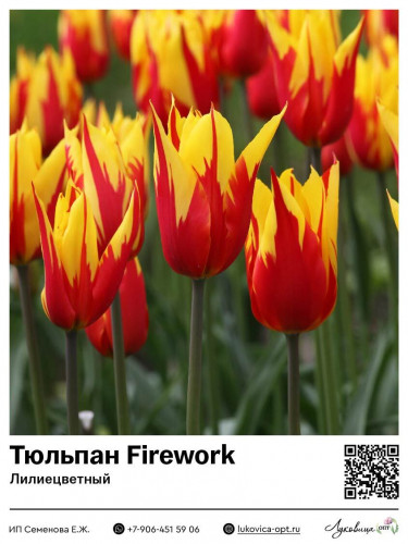 2321	 Firework () 61 