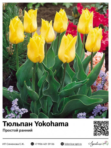 2420	 Yokohama ( ) 55 