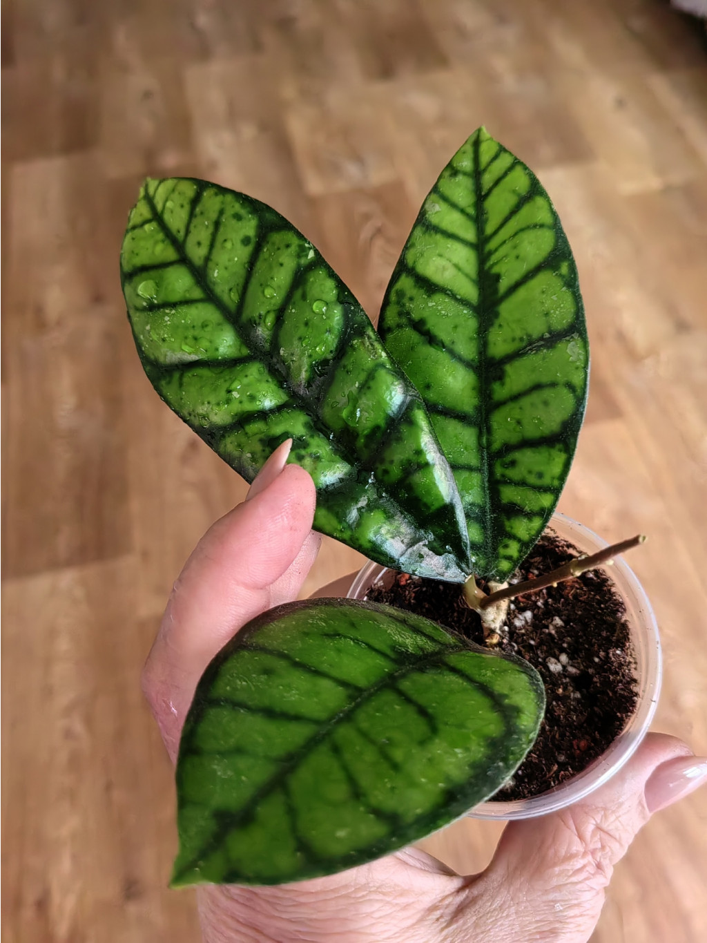 Hoya Callistophylla Black Cat.
