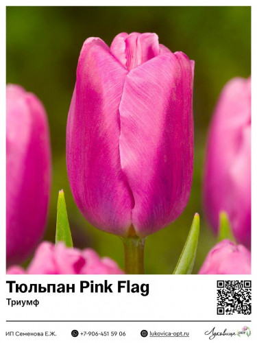 2377	 Pink Flag () 50 