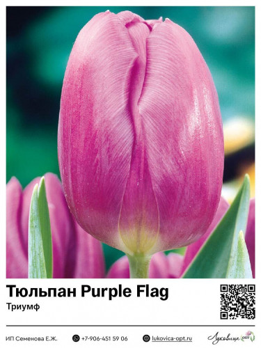 2384	 Purple Flag () 40 