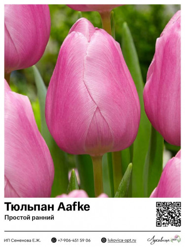 2267	 Aafke ( ) 59 .