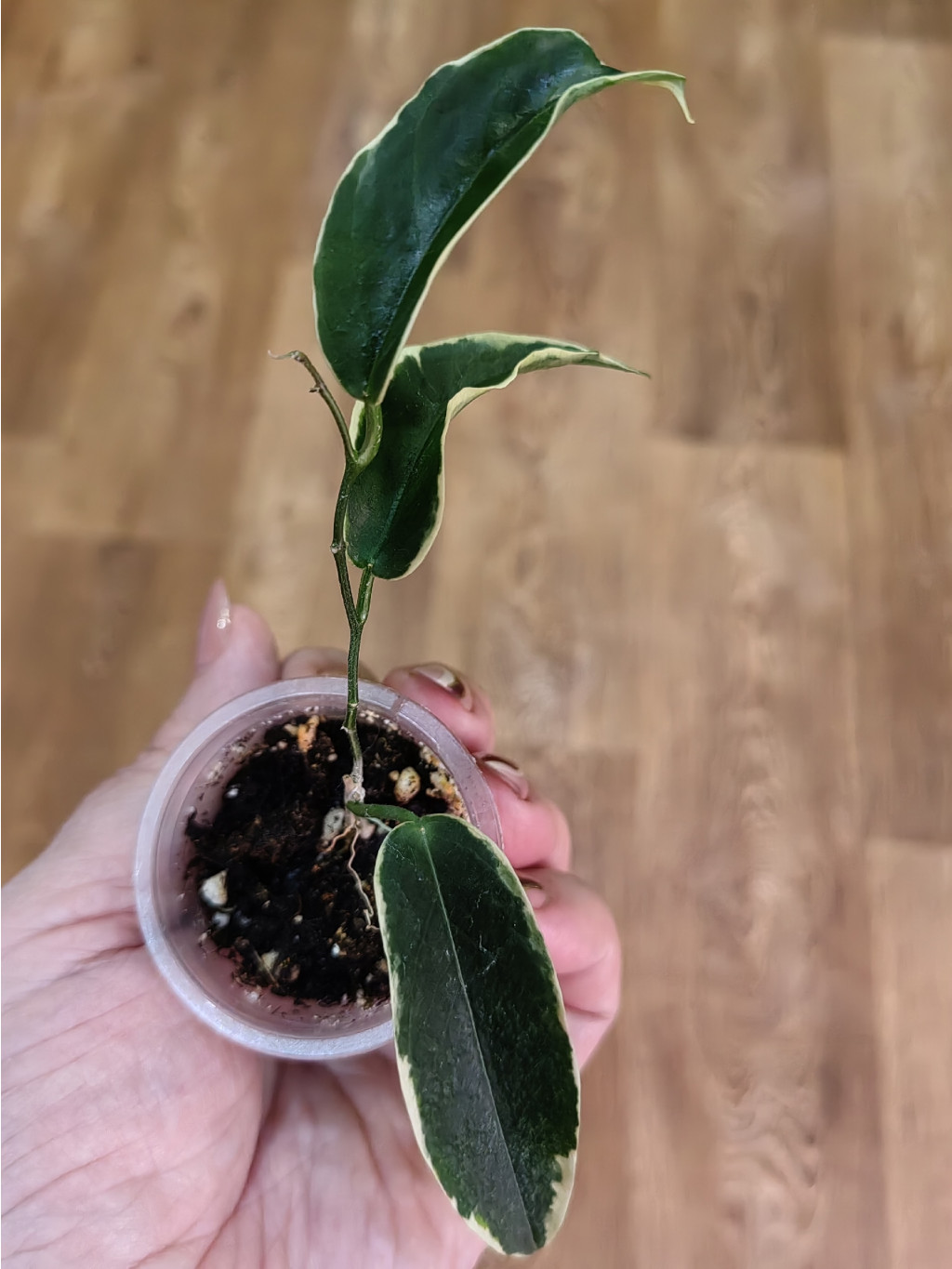 Hoya Kenejiana albomarginata 'Thong's Treasure.