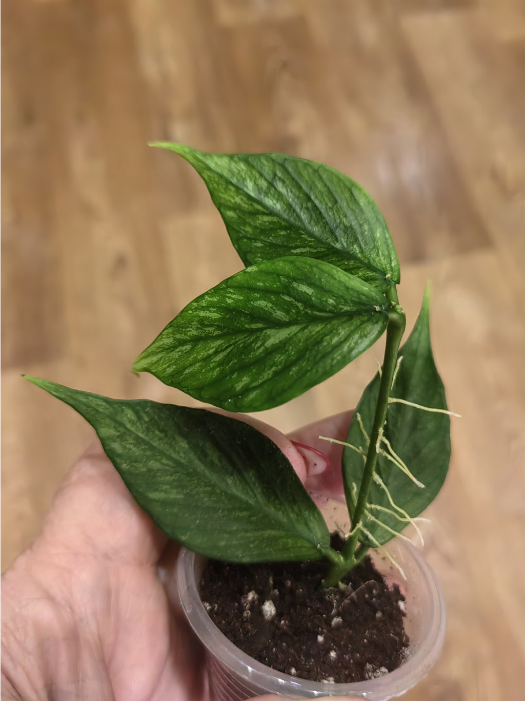 Hoya polyneura Broget.